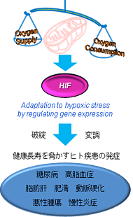 HIF機能の概念図